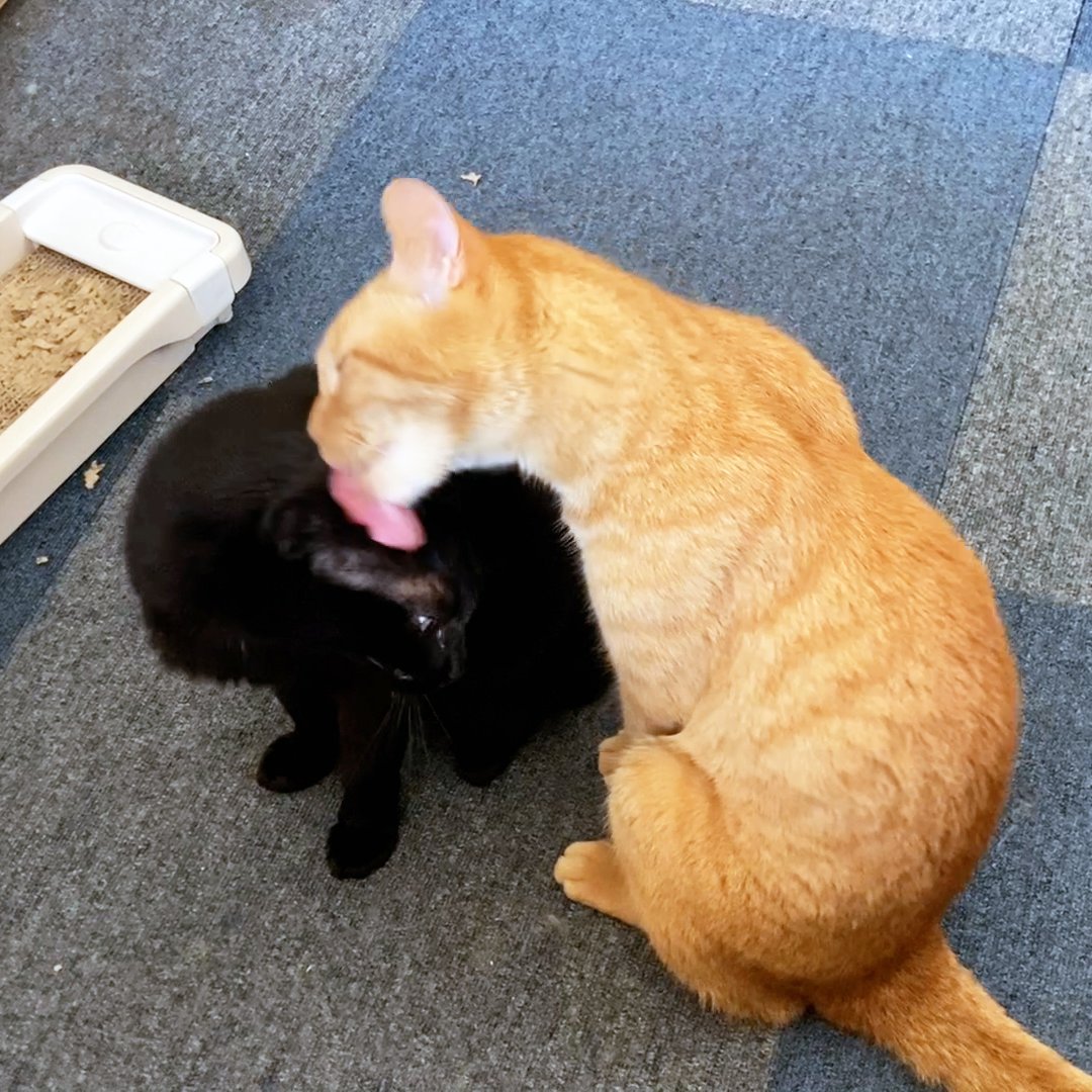 arikaobuk's tweet photo. トラオに毛繕いしてもらうミゾレ🐈‍⬛🐈✨

https://t.co/9DMF89uqfs

#にゃんこ3きょうだい日記 #Diary_of_3Cats
#猫動画 #ネコ動画 #かわいい #おもしろ #癒し
#猫 #ねこ #保護猫
#茶トラ #gingercat #黒猫 #blackcat #スコティッシュフォールド #scottishfold
#cat #gato #gatto #chat #Katze #кошка https://t.co/0L2O00Mh5F