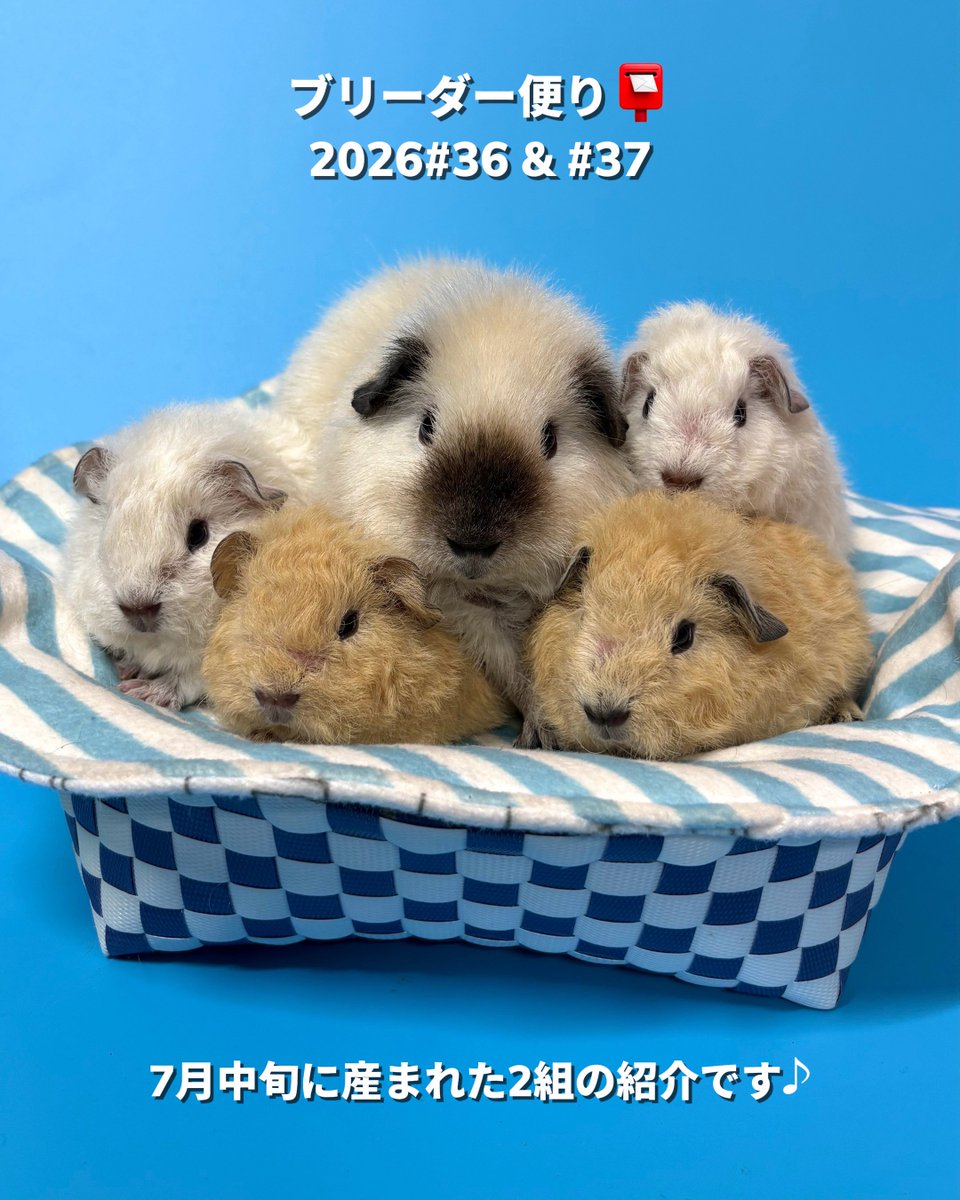 PetsHumans's tweet photo. ブリーダー便り📮
⚪️4つ子ちゃん
　ロシアンテディモルモット♀3匹
　ロシアンスモークテディモルモット♂1匹
⚪️イングリッシュモル双子♂

最短のお迎えは8月中旬かな〜と思います。ふわり @fuwari0116 にてお迎え可能です✨
気になる方はお気軽にDM下さい✉️ https://t.co/hYoaR4YBYJ