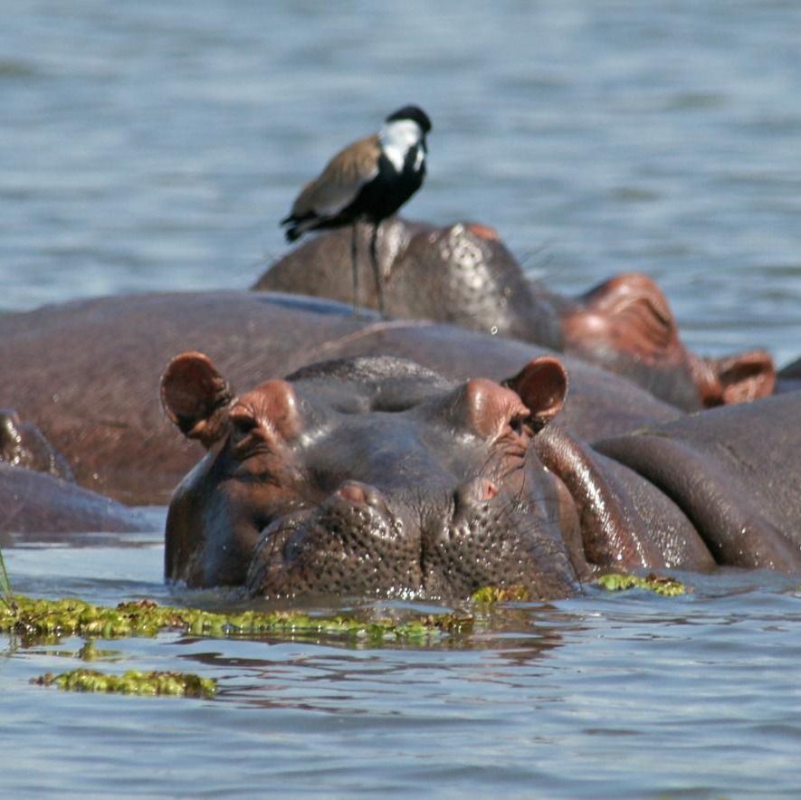 lakemburo's tweet photo. Hippo pool party! 🦛 Watch these water giants splash and play in Lake Mburo. It's a sight you won't forget! Dive into your hippo adventure at https://t.co/pzvw1YkARr  #lakemburonationalpark
#lakemburonationalparkuganda
#lakemburopark https://t.co/acWDA9A98W