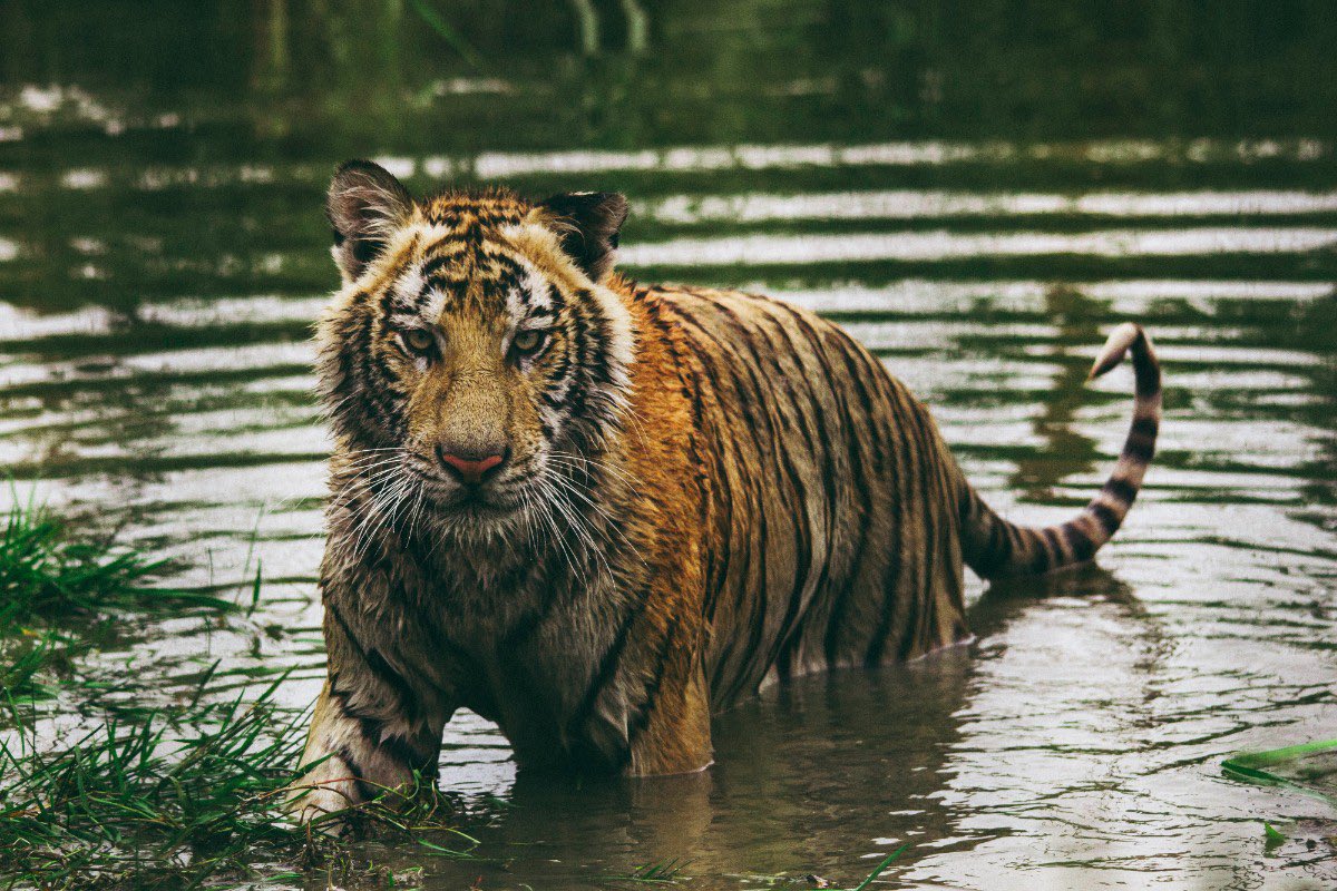 bongo_lolona's tweet photo. Today is #InternationalTigerDay 
We proudly call the tiger India’s national animal. But are we protecting its forests, or just celebrating its image?As someone from the land of the Royal Bengal Tiger, I believe the greatest tribute isn’t a hashtag, it’s action. https://t.co/NEwP79ekWj