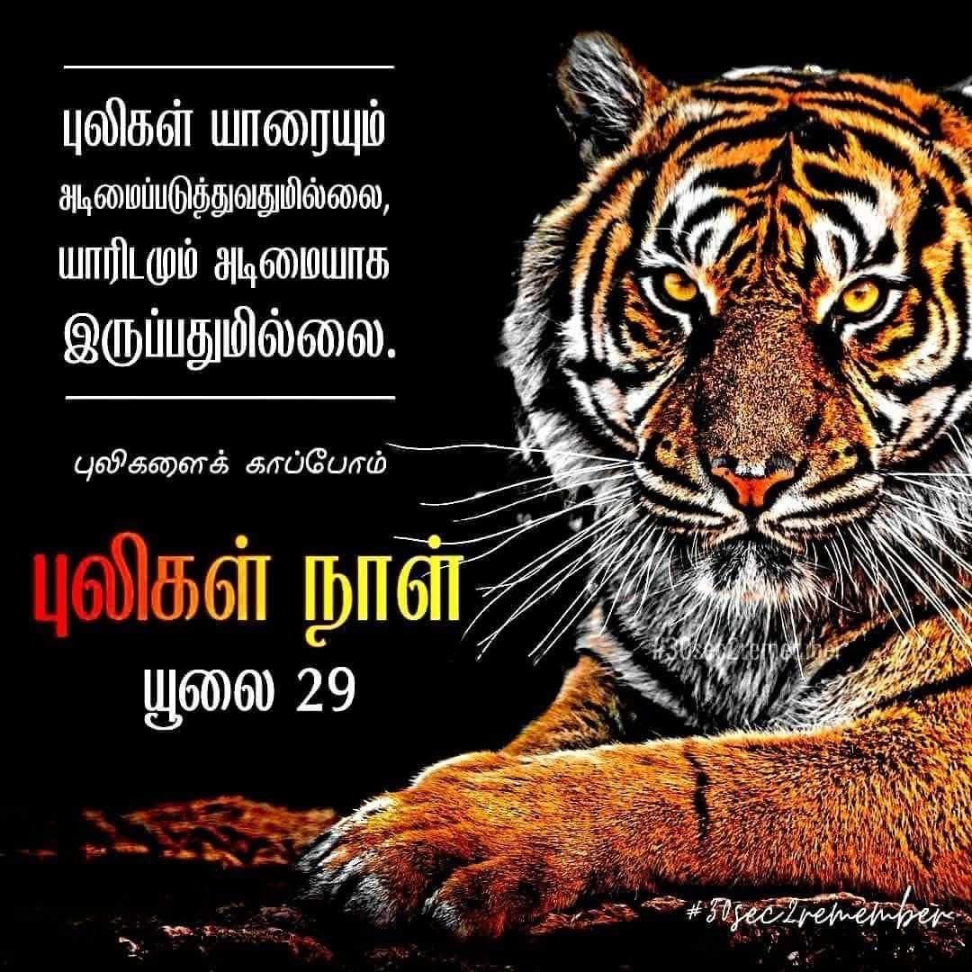 nanthan_ananth's tweet photo. புலிகள் யாரையும் அடிமைப்படுத்துவதுமில்லை, யாரிடமும் அடிமையாக இருப்பதும் இல்லை.
#tigersday https://t.co/E7wdf46i69