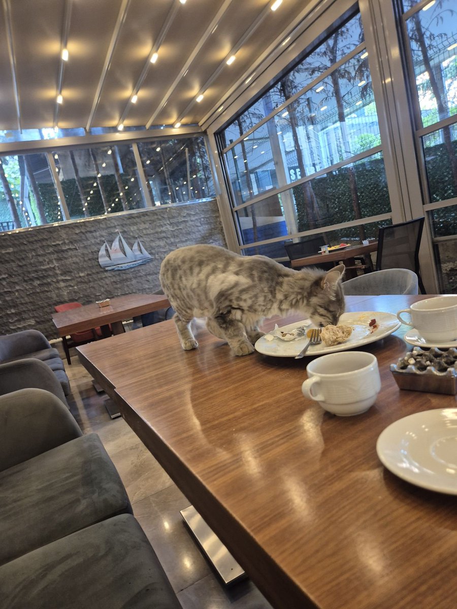 KediTehlikesi's tweet photo. Takipçi şikayeti: Burasi İstanbul Atakoy @HamptonByHilton otel başıboş kedilerle dolu. ASISIZ KEDILERLE ASISIZ FARE ARASINDA ZOOTONIK HASTALIKLAR ACISINDAN HOC BIR FARK YOKTUR. ülkece kedi kopek diskisi icerisinde yasiyoruz @TC_istanbul @isttarimorman @TCKulturTurizm https://t.co/JuYSMknQYI