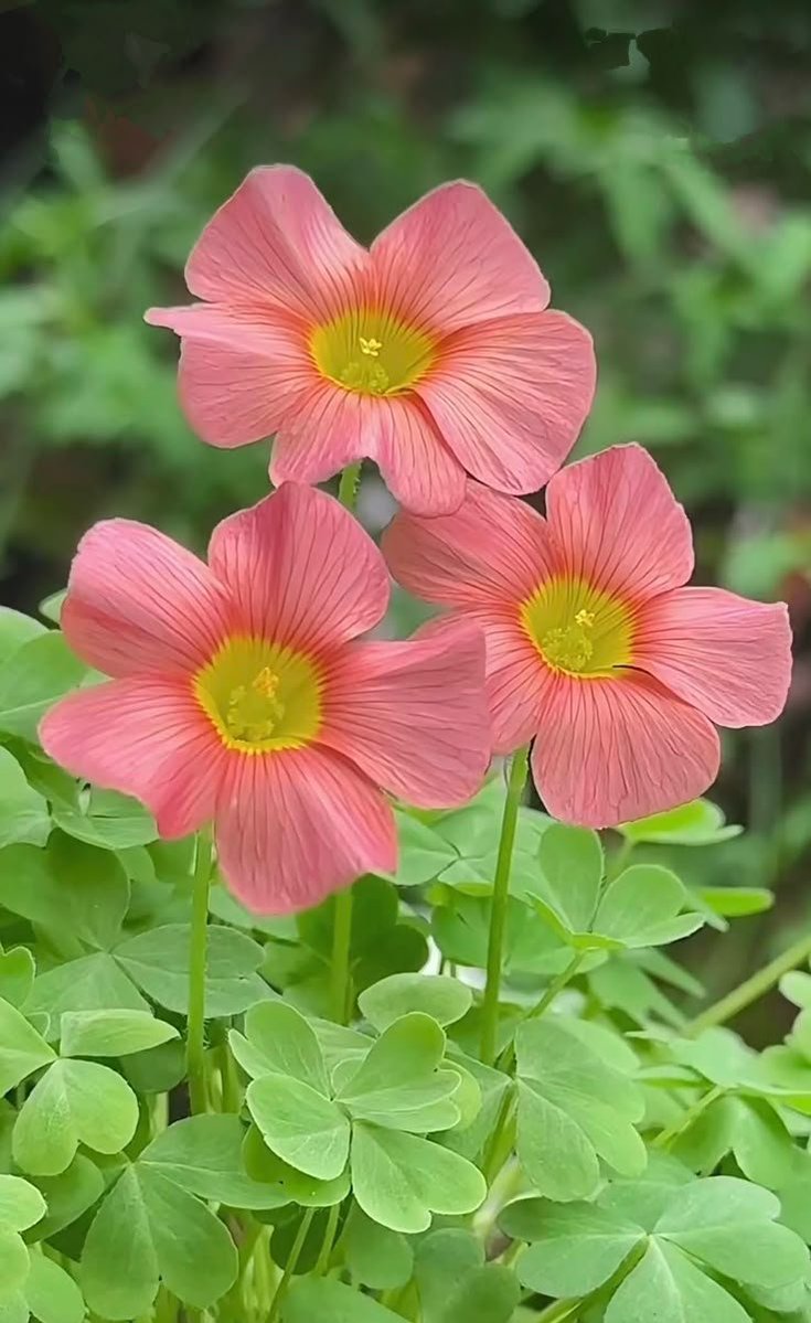 flowersworld298's tweet photo. https://t.co/CdEFDSGkv8