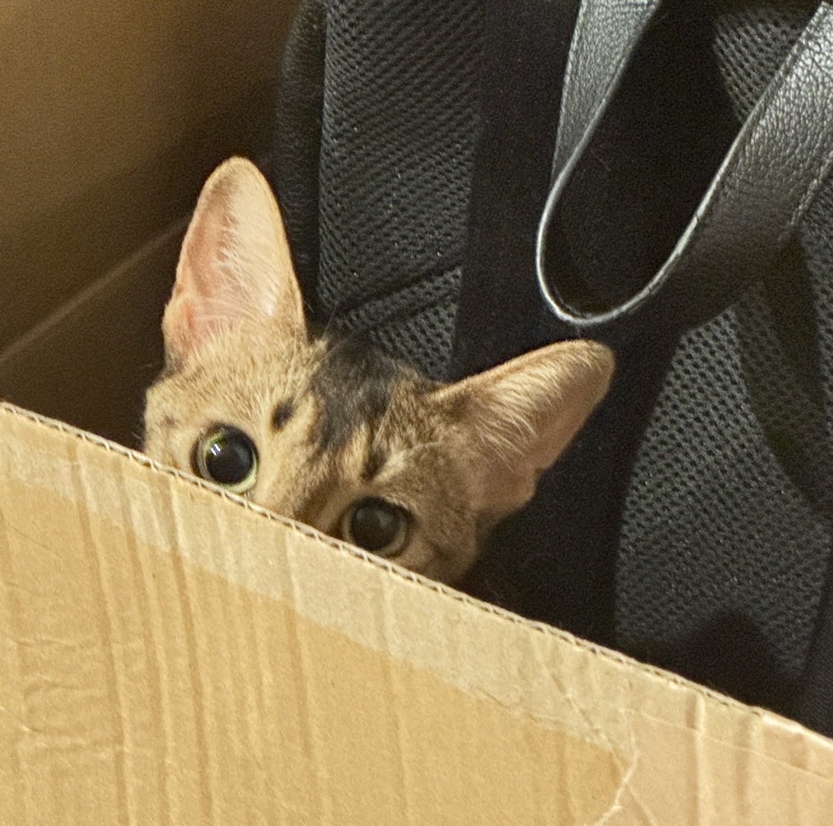 angelm3020's tweet photo. 📦 https://t.co/NdTdj5WJZQ
