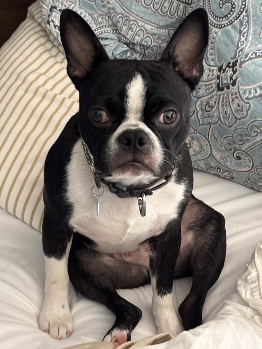 Dogslover41y's tweet photo. My 1st birthday! I was adopted @7 months, and today I’m officially 1 year! ♥️🦴🥩🎂 https://t.co/AAfYpsE7hC