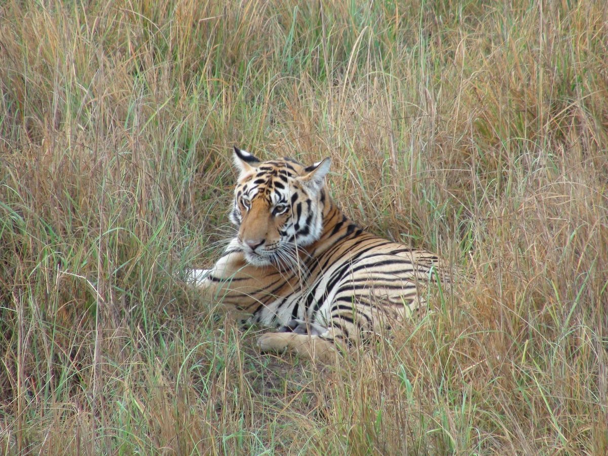 narendramodi's tweet photo. Greetings to all wildlife enthusiasts on Global Tiger Day. The people of India are proud of the fact that we are home to almost 70% of the global tiger population. India’s tiger conservation efforts are inspired by our centuries-old culture of living in harmony with nature and powered by the collective will of our people. We also reaffirm our commitment to science-based conservation, community participation and sustainable development that strengthens tiger conservation.