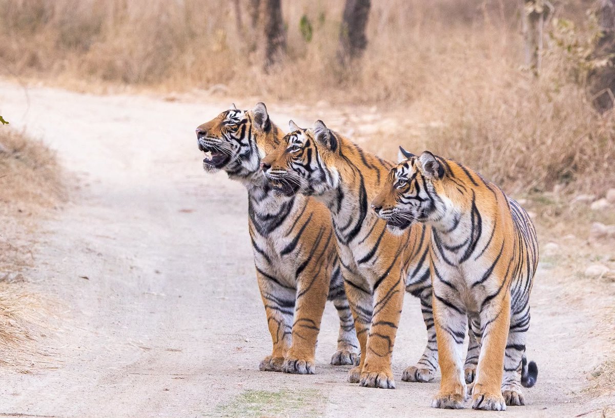 narendramodi's tweet photo. Greetings to all wildlife enthusiasts on Global Tiger Day. The people of India are proud of the fact that we are home to almost 70% of the global tiger population. India’s tiger conservation efforts are inspired by our centuries-old culture of living in harmony with nature and powered by the collective will of our people. We also reaffirm our commitment to science-based conservation, community participation and sustainable development that strengthens tiger conservation.