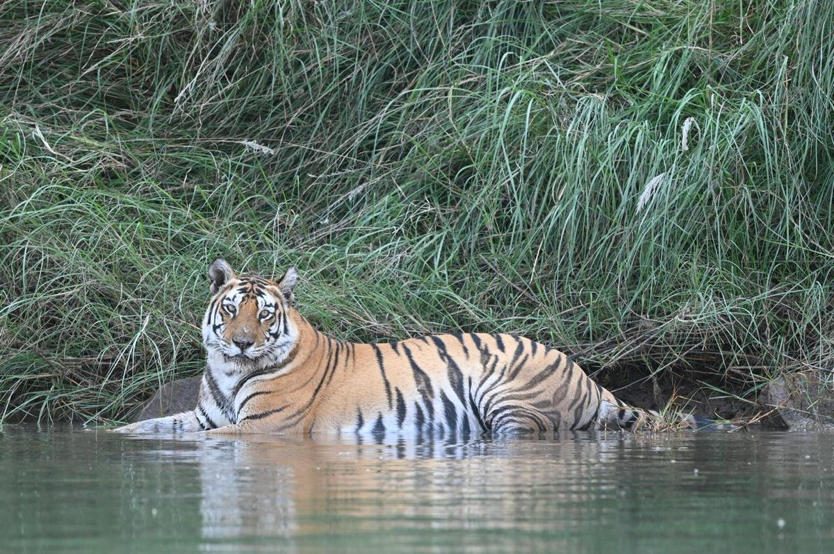 narendramodi's tweet photo. The efforts and dedication of our forest personnel, scientists and conservationists have also played a key role in tiger protection. In that spirit, India remains committed to empowering local communities and reducing human-wildlife conflict. https://t.co/hlxEjnBtct