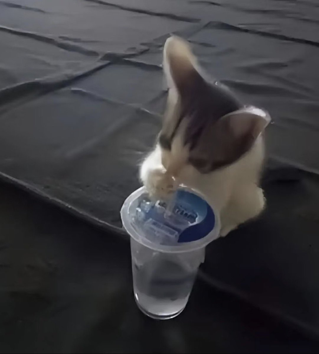 twaniimals's tweet photo. https://t.co/1IIu4kLEuv