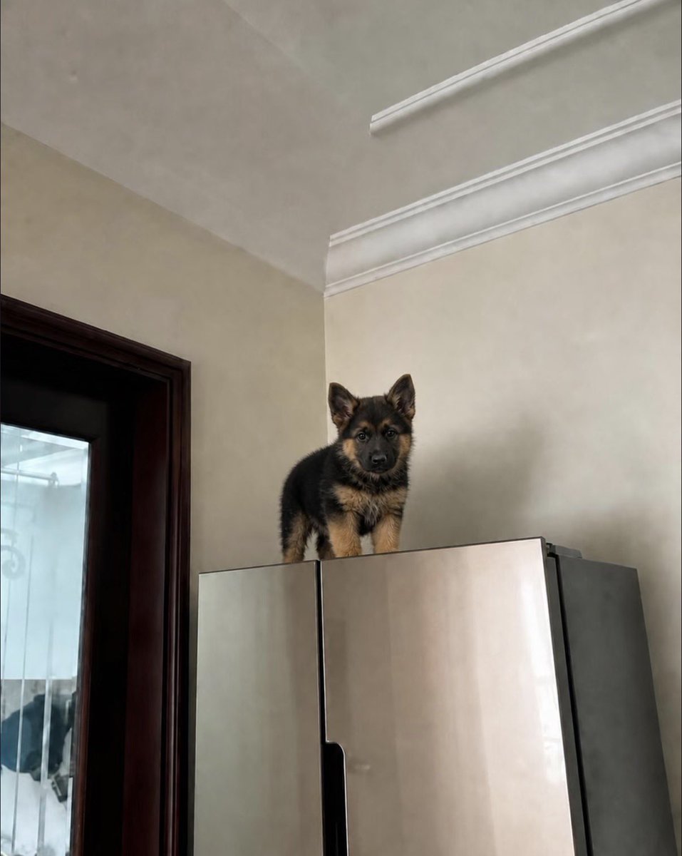 twaniimals's tweet photo. https://t.co/LvVhKGDvJQ
