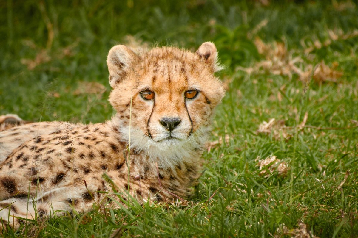 bownaankamal's tweet photo. Granddaughter of Hawthorn’s | Ndutu | Tanzania | Feb 2020
Photo by @BlackRockLions Aka @BownaanKamal
A Click with Nikon
.
.
#Ndutu #TanzaniaBigCats #SaveCheetah #Wildlife #BigCats https://t.co/H51AN7Ej2G
