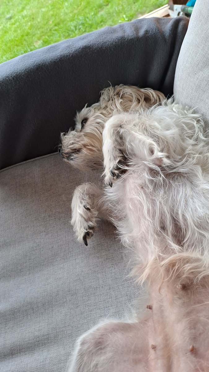 spitzmaus36's tweet photo. #GutenMorgen meine Lieben ☕️ 😘
#Mittwoch #Wochenteiler 👌
Einen wunderschönen Tag wünsche ich Euch. Heute wird's schön warm. Freu mich. #Emmi auch👇👇👇 https://t.co/1GAQiVJPRz