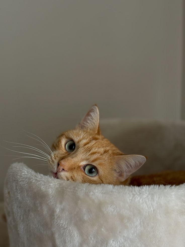 DailyCatsX's tweet photo. https://t.co/DRn0xZxhAX