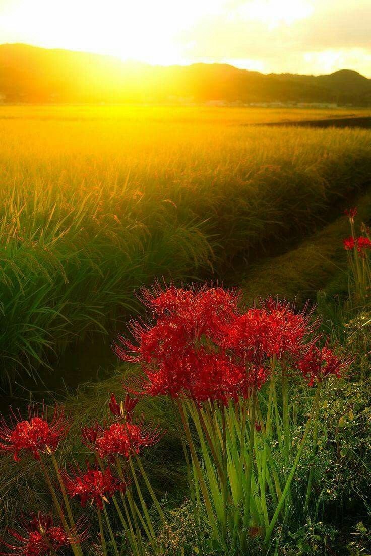 Rv1Nature's tweet photo. Happy Day Beautiful World
🌸🌸🌿🐦🌅🌊🐬🦩
"Whoever finds a good teacher, finds the right path in life.💚🧡
#Mindfullness #Nature #GuruPurnima #Happiness https://t.co/XAiyzQasYL