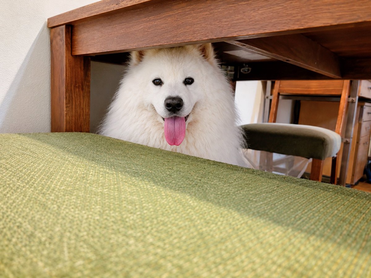 samoyedsunny's tweet photo. テーブルの下に可愛い子いた！ https://t.co/BFdeFMsMAT