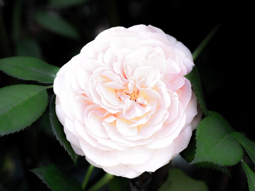 CorrinneGee6bm's tweet photo. أنا أقدر معرفتك. شكرا لك أخي. نصيحتك صالحة في شكرًا يا الذهب. لك. magnolia tanweer🤯 https://t.co/5gUy7b2DTN