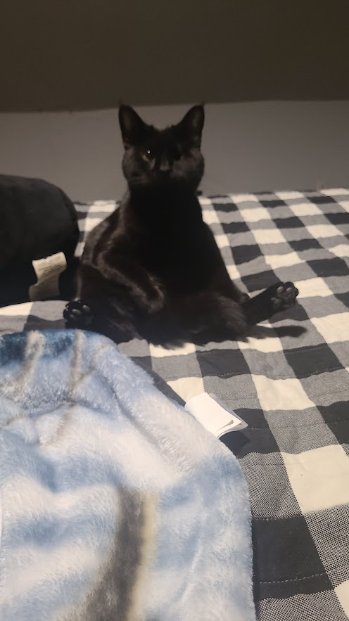 realboylars's tweet photo. @nightdrive_85 we saved him and brought him to the vet!! hes a big baby and very very odd..his name is rooster:)// https://t.co/2EBqNquJIP