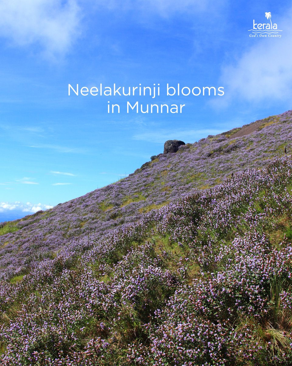 KeralaTourism's tweet photo. Munnar’s misty hills await a rare spectacle of nature, as Neelakurinji carpets the landscape with its distinctive violet blooms. The hills are expected to be covered in violet blooms by September-October 2026.

#Munnar #Neelakurinji #KeralaTourism https://t.co/WtzO2QXwhr