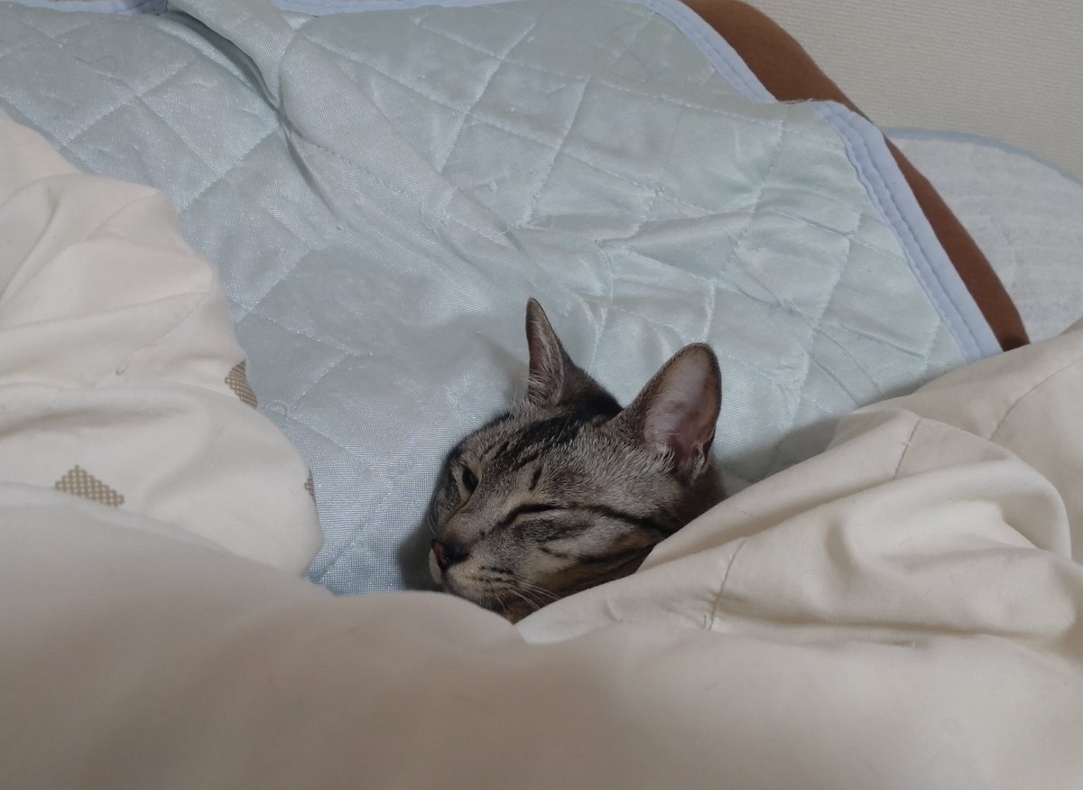 chikachan32's tweet photo. 次男坊「あと5分寝かせろにゃ…」

 #布団強奪猫
 #サバトラ猫
 #猫のいる暮らし
 #猫 https://t.co/YJrx8IYSFs
