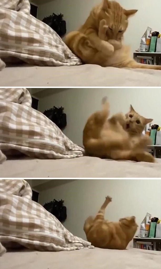 NoCatsNoLife_m's tweet photo. https://t.co/hPSrfFnqSl