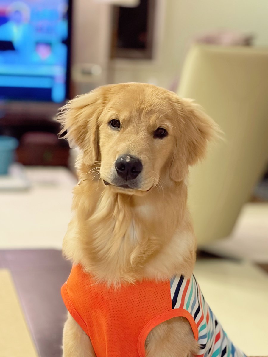 tpxxDOG's tweet photo. 生後8ヶ月のまだまだパピーちゃんだけど、おしっぽはゴールデンレトリバーらしくなってきた！お顔はまだｴｹﾁｪﾝ https://t.co/tYiBnlXk6a