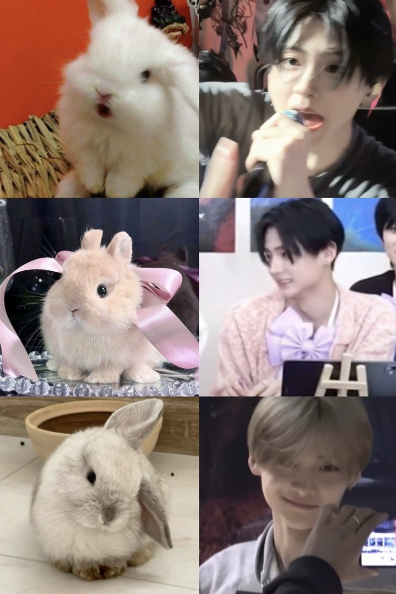 prdsdefssss's tweet photo. my bunny drought is not funny anymore 💔 i miss him https://t.co/tuBVnQCY1k