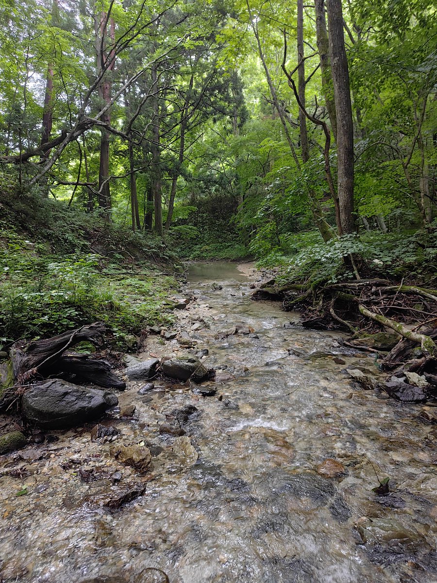 Fuzio_D's tweet photo. 最近は登山だけじゃなくてちょっとした沢登りも始めた。
川の流れに磨かれて丸くなった石英やちょっとした水晶クラスタを拾えて満足。
石英と思ってた一部の白い石にブラックライト当てたらほんのりピンクに。サンポール垂らしたら発泡したし、どうやら方解石だった模様。
楽しい！リアルマイクラ！掘ってはいないけど。