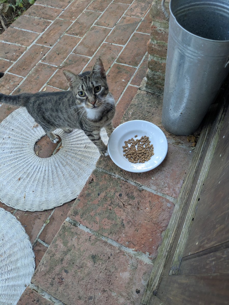 kiaradiloona's tweet photo. Sono una gattara semplice: ad ogni gatto che sfamo in giro per il mondo io do un nome.
Lui è Alfio https://t.co/3t2LOOcDb5
