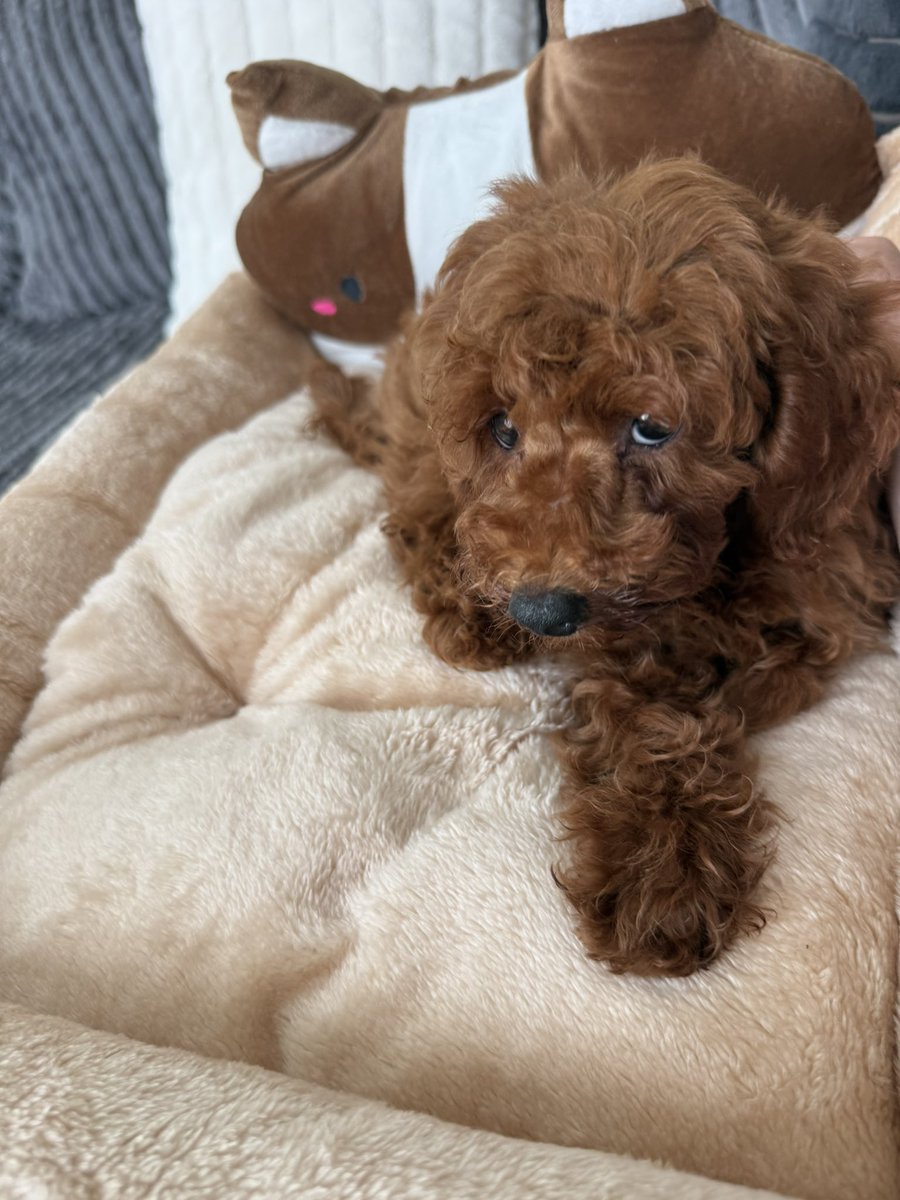 hashcashcow's tweet photo. Completely off topic for the #️⃣💵🐮but couldn’t resist, gambling aside, I brought this little beauty home yesterday, a 10 week old toy poodle! This is why I’m a big advocate of responsible gambling, it is important to enjoy gambling as a form of entertainment but also enjoy your life away from the casino, haven’t chosen a name for her yet! Any ideas? 🐶