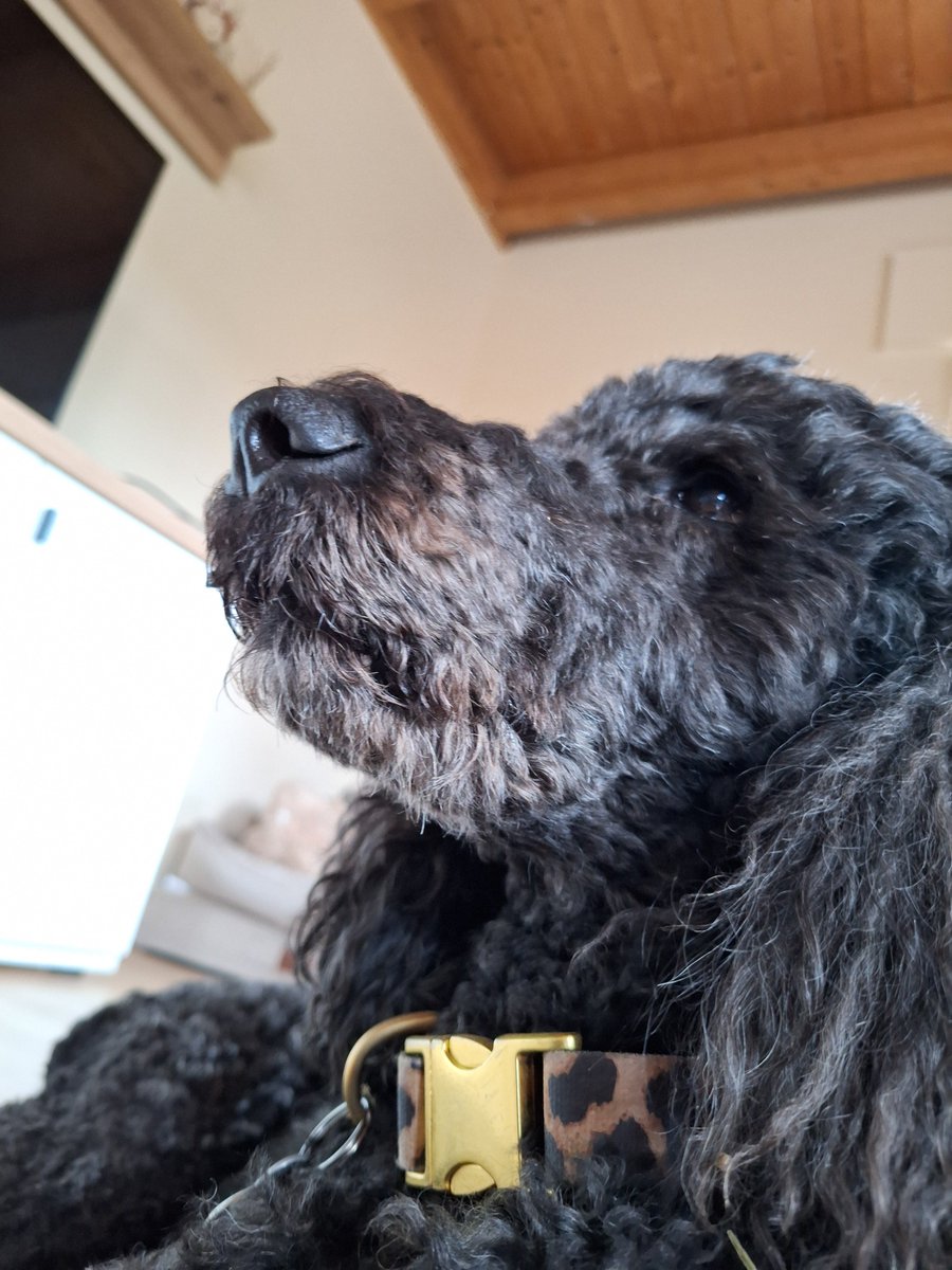 Jonas_the_CB's tweet photo. @BasilTheGreat My dog is worth more than the entire population of nigeria. https://t.co/D9nUMVG0ic