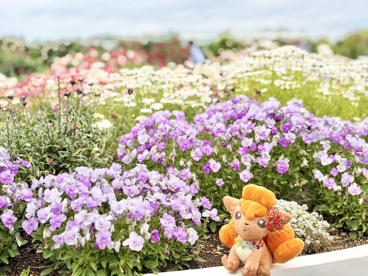 Mariarokon's tweet photo. お花畑をお散歩♬💐✨

#ポケぬい #ぬい活 #ぬい撮り https://t.co/0XKx5QCKlK