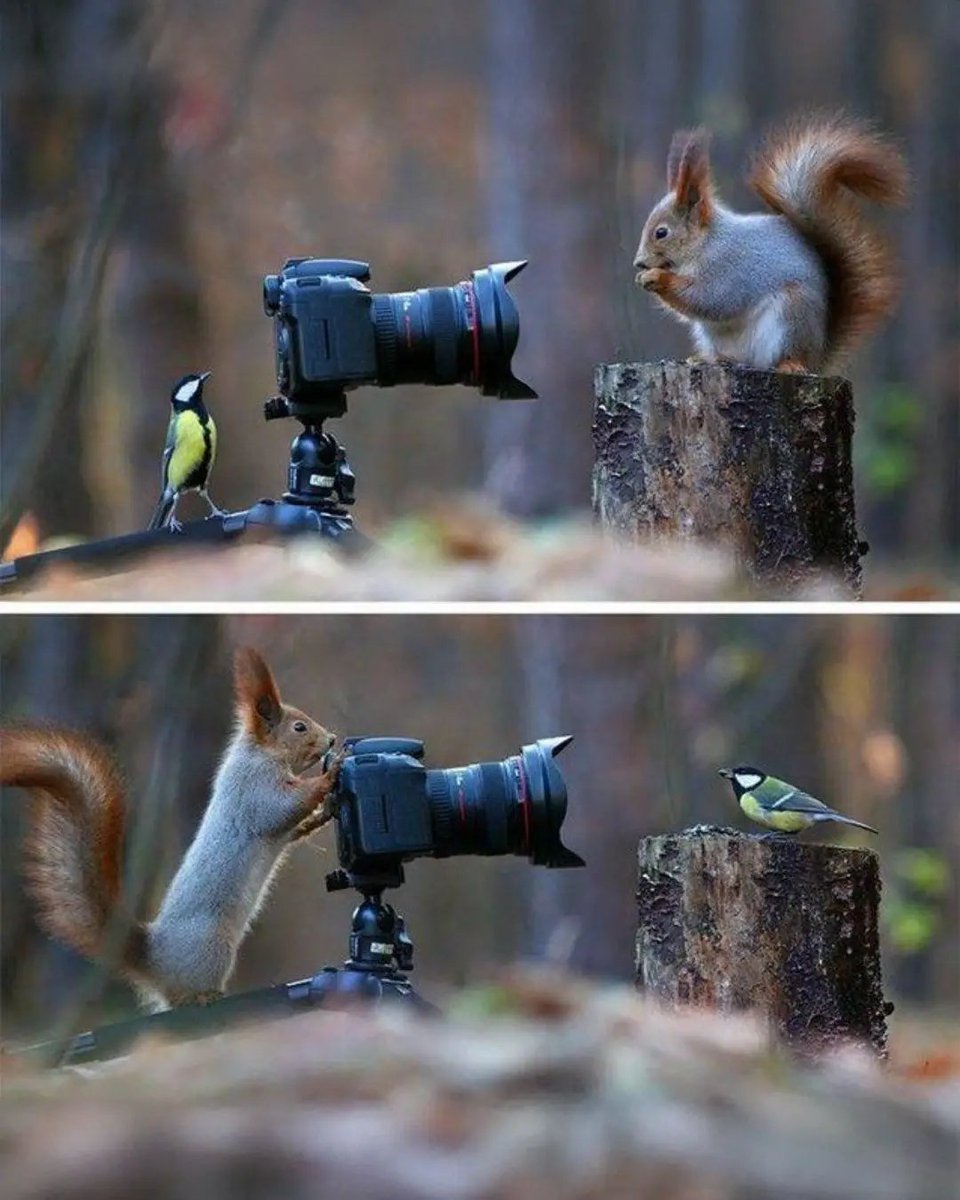 Hana_b30's tweet photo. Vadim Trunov captured this beautiful moment of a Squirrel and a Bird playing with a camera https://t.co/9crb3ay5c7
