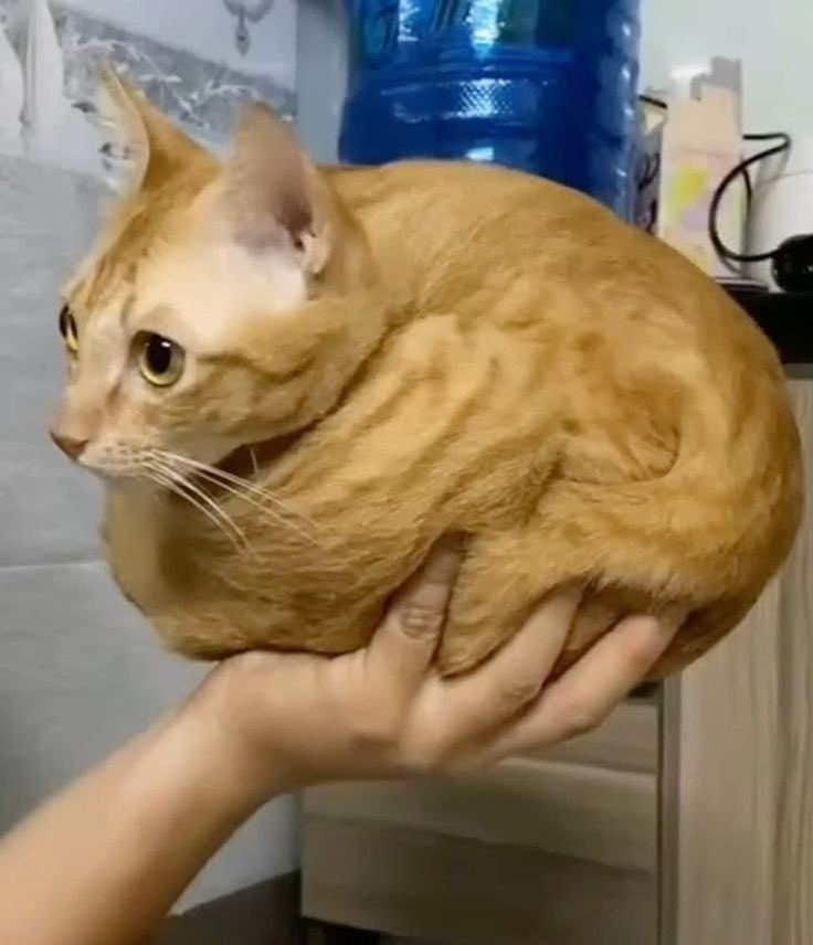 catloafRH tweet picture