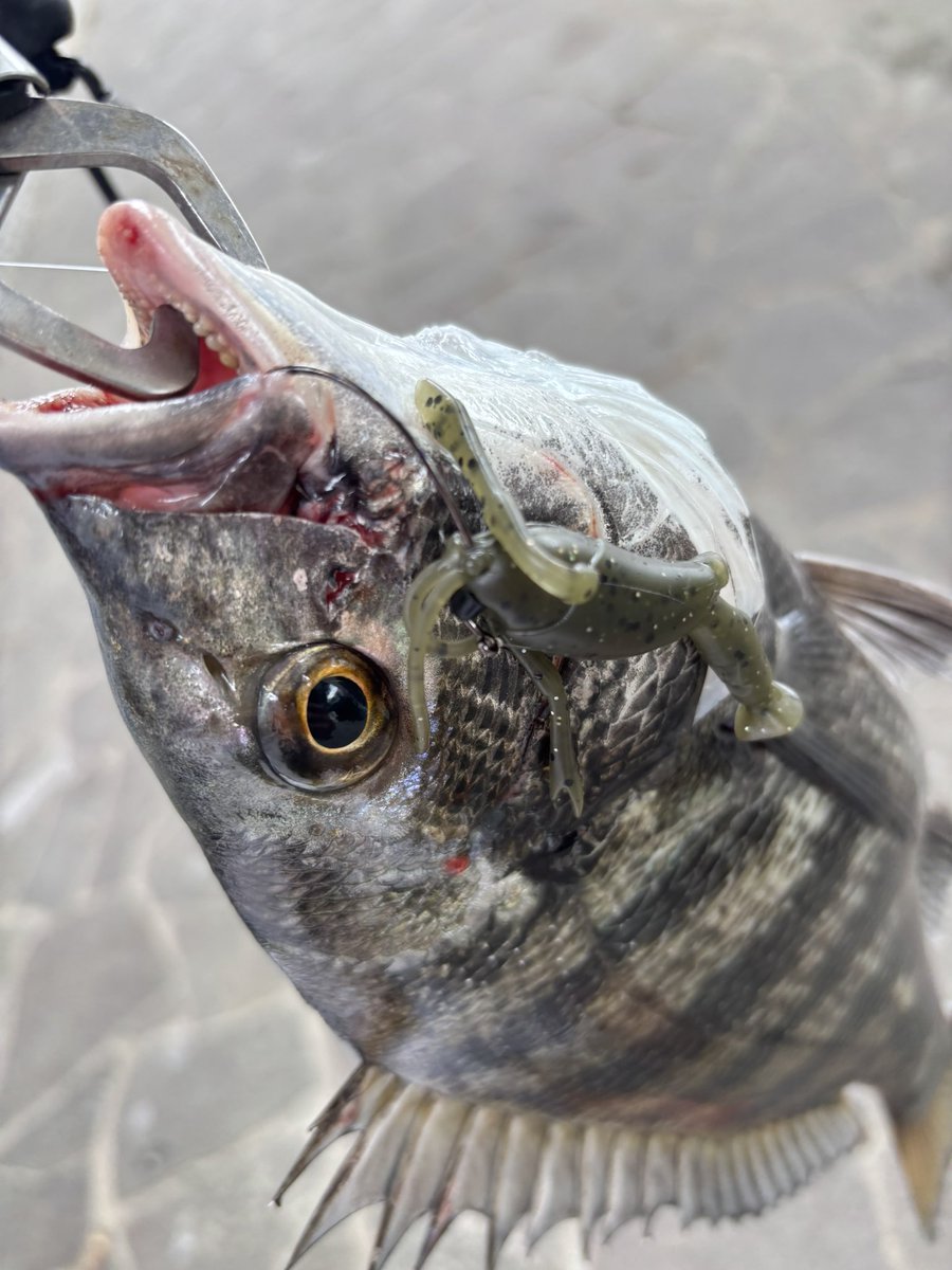 Deez_ryokun's tweet photo. エビソンフィッシュ🦐
.
ど干潮で2.1gネイルリグ。
ボトム着底後、
シェイク👉ステイ👉シェイク👉ステイ👉ボトムジャーク👉バイト💥

脳汁ドバドバフィッシュ🧠

#DSTYLE
#エビソン
#DEHIGHRO
#チニング https://t.co/IJtI8Xf0xH