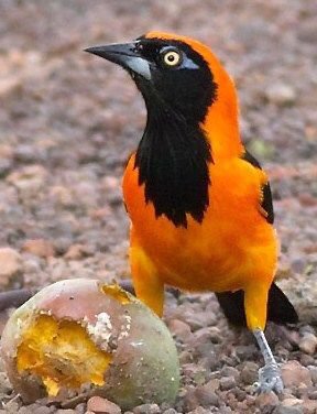 birdslover512's tweet photo. Guess the bird name https://t.co/aIfdzkAIuM