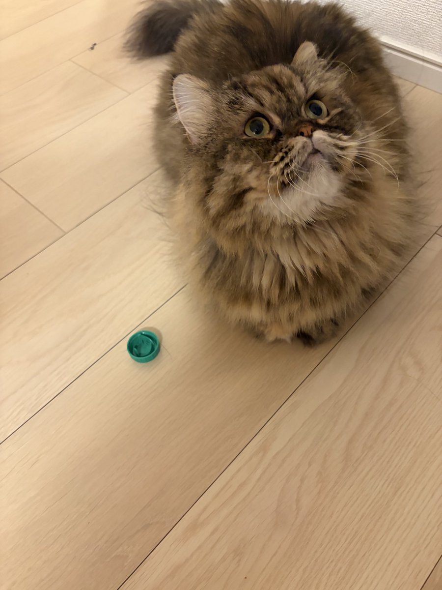 minuminuminue's tweet photo. どしたの？
フタと喧嘩したの？ https://t.co/2adX9peREF