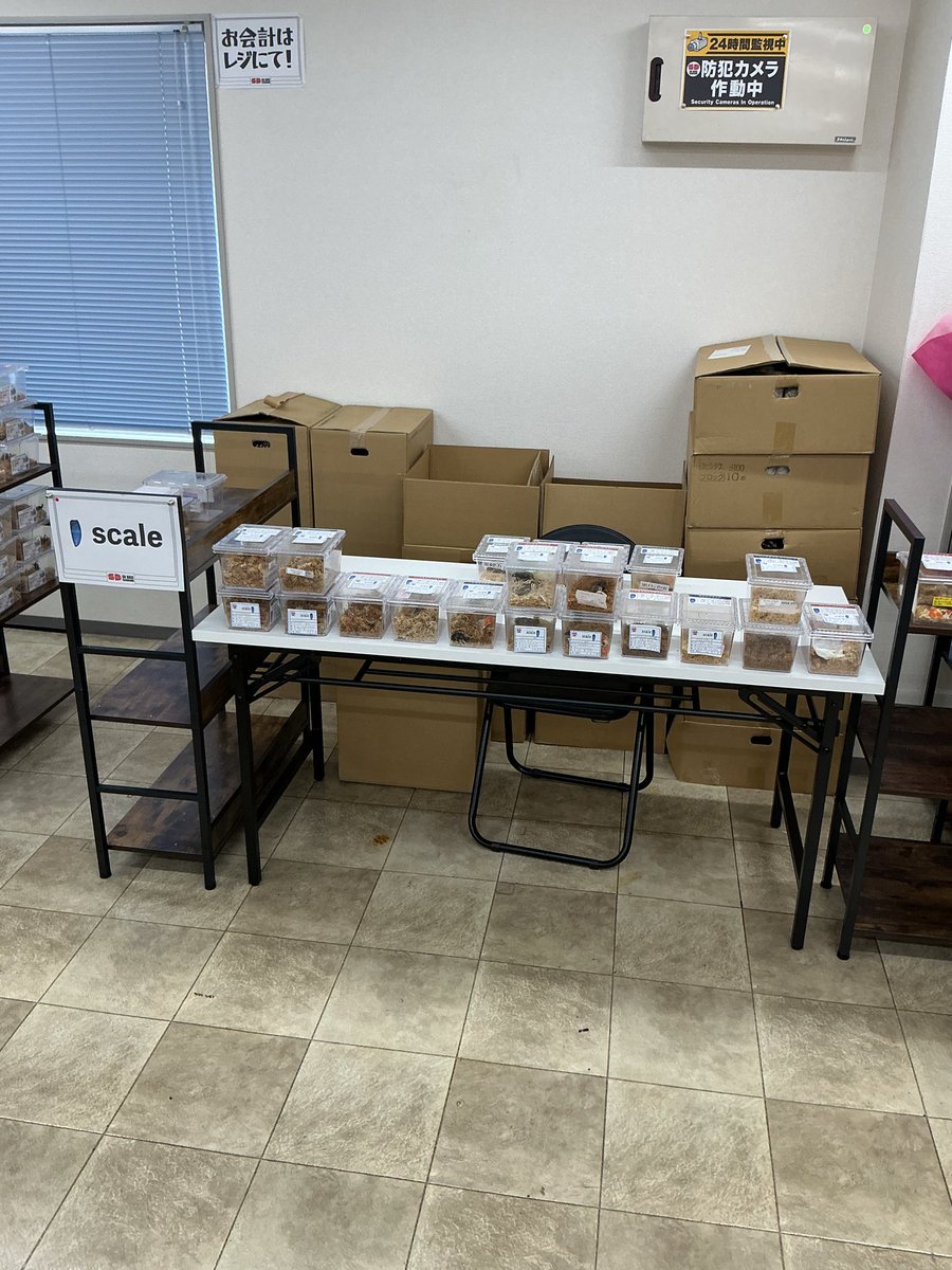 sbbasekanrinin's tweet photo. 宮城県のショップscale さんのブースです。
他には無い店主自ら現地に赴き採集してきた生体などラベルにこだわる方にイチ押しですね❗️
海外には行けないけど管理人も秋になったら国内で採集に行こうかなガハハ https://t.co/7bqDGb0Vpp