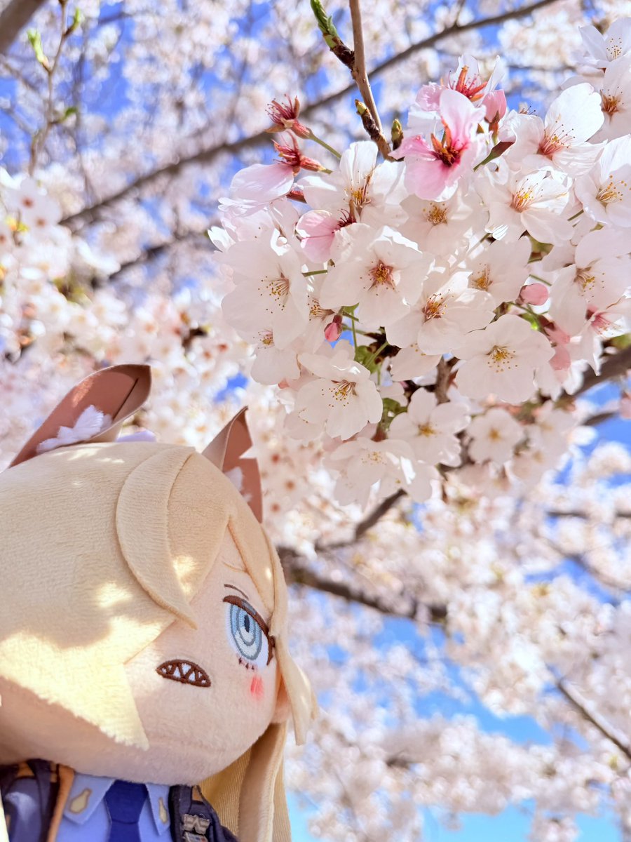 skchanlove's tweet photo. 家の可愛い幸せそうなカンナさん見て🥰💛 https://t.co/zLECSQTXRR