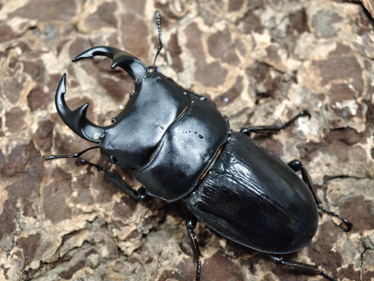 b_shop_7star's tweet photo. インドネシアWild
クワガタ編
マンディブラリスフタマタ
デハーンホソアカ
パリーオオ（ジャワ）

マンディは3ペアと♀単×8！
複数のお客様から、なかなか産まない、産んでも数個と聞いているので沢山入れすぎました
店長もやって！と言われているので、何匹かセット組んでみようと思います
ここまで産まないとなると、最初から特殊材使ったほうがいいのかなと考えております
デハーンは前回より安い！と飛びつきましたが勘違いで、前回と同価格でした
先月は予約分だったので、棚に並ぶのは初かな？
パリーオオは2ペアと♀単×2
こちらは♀単が格安だったので、♀単かトリオで販売するか悩み中です

まだ検品中なので、ラベルや値札がつくのは遅れます