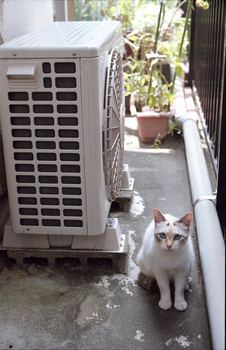 ieneko_camera's tweet photo. https://t.co/bJGgO1ejHC