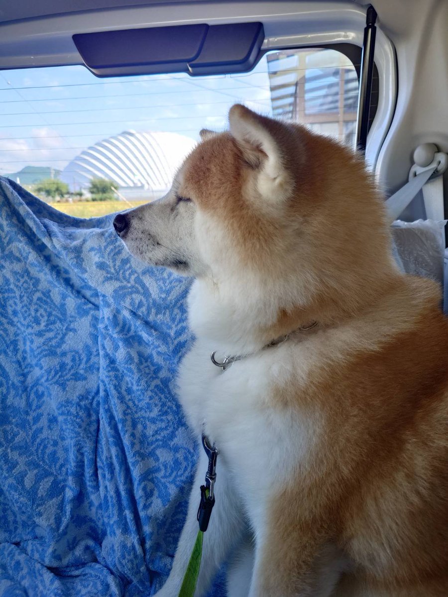 秋田犬はるとはな｜ふるさわおんせん｜ #秋田県 #大館市 tweet media
