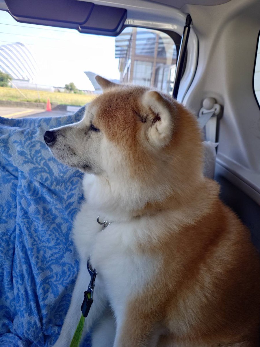 秋田犬はるとはな｜ふるさわおんせん｜ #秋田県 #大館市 tweet media