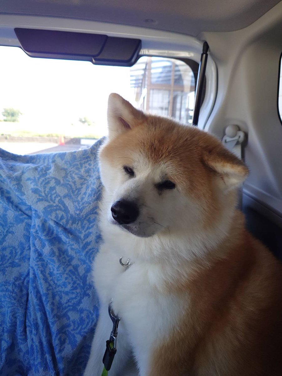 秋田犬はるとはな｜ふるさわおんせん｜ #秋田県 #大館市 tweet media