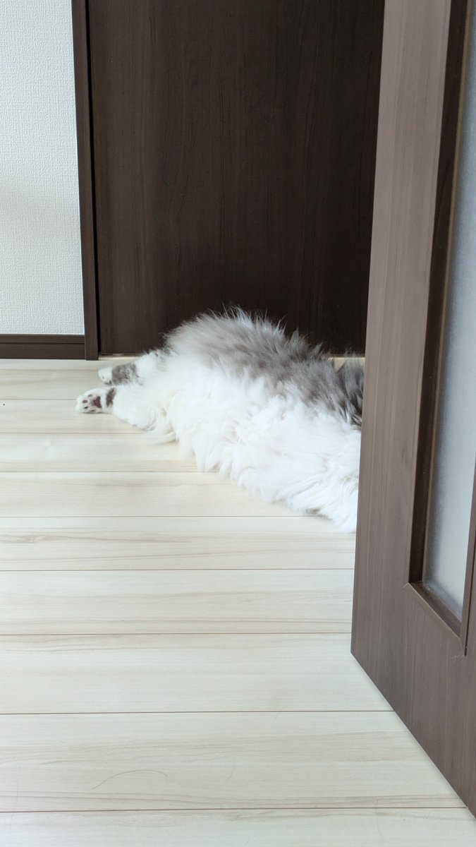 Lloyd_nui's tweet photo. 玄関暑くないの…？

#猫のいる暮らし
#サイベリアン https://t.co/wqq1CQcqJ8