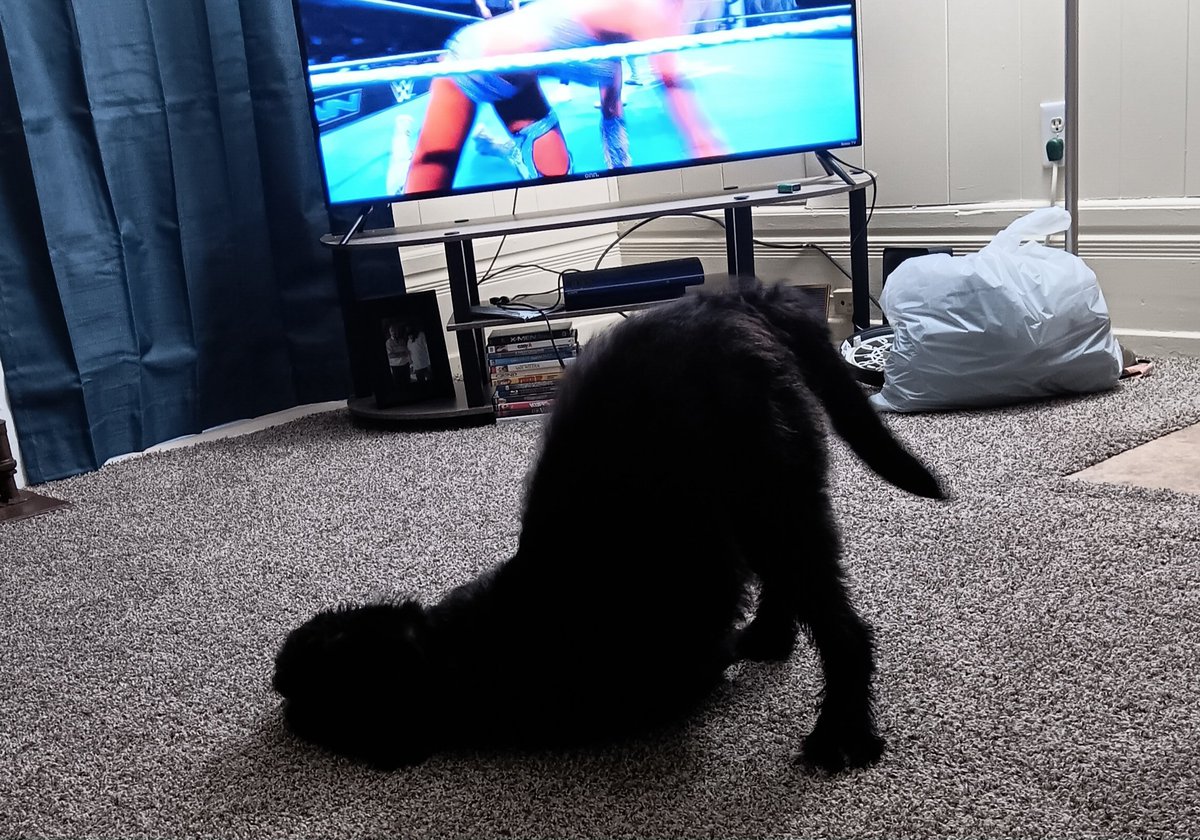 GenXDeviant's tweet photo. @WWE @CodyRhodes @RheaRipley_WWE My dog Boaz trying to wrestle! https://t.co/U7i1kDhMkW