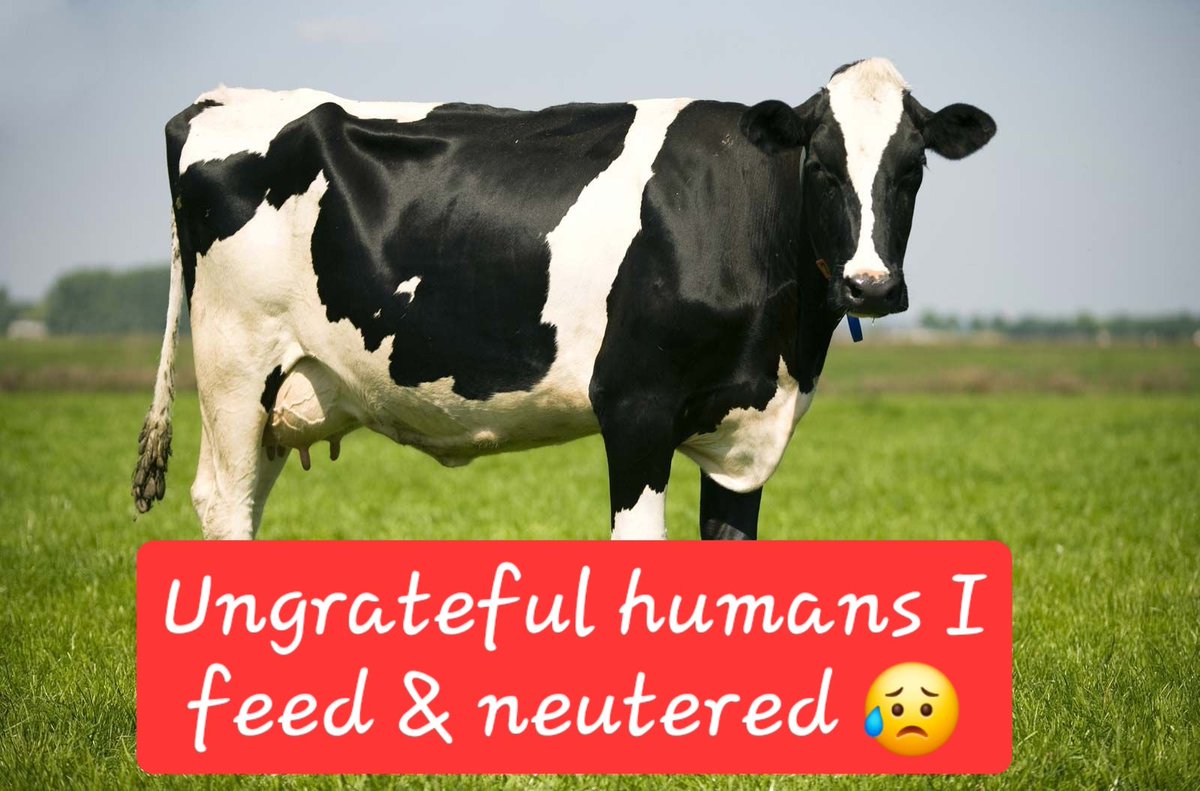 PappuGPT's tweet photo. @ddeodia @desimojito @priyankagandhi So???

Your mother stopped BREAST FEEDING you bcoz she couldn't produce more milk

&amp; She FED you COW MILK
My mother did too
Evey mother does

Cow MILK can be FED to ANY ANIMALS on the PLANET

Even SNAKES

HUMANS are UNGRATEFUL to  HOLY MOTHER COW

Snake dont BITE COW

You do 😥 https://t.co/YgY0ER1nfw