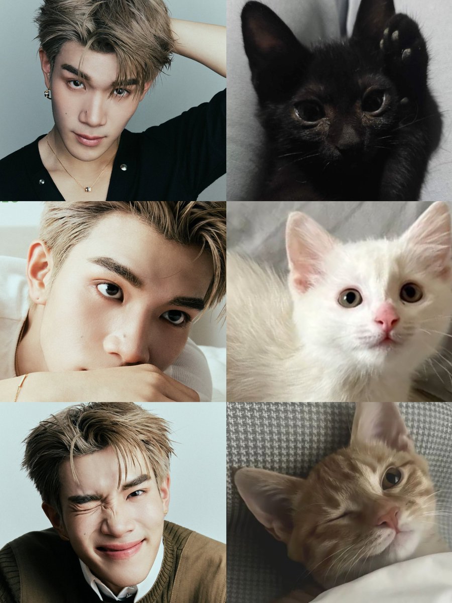 justonlyme1919's tweet photo. รับไปเลี้ยงสักตัวมั้ยคับบ🐱🫶🏻✨️

🖤 - หยิ่งหน่อยแต่ขี้อ้อนน้า
🤍 - ดูขี้เล่นแต่ก็โลกส่วนตัวสูง
🧡 - ขี้อ้อนแต่ซนฟุดดๆ

#Fourthnattawat 
#โฟร์ทณัฐวรรธน์ https://t.co/YMiFbwlp9z