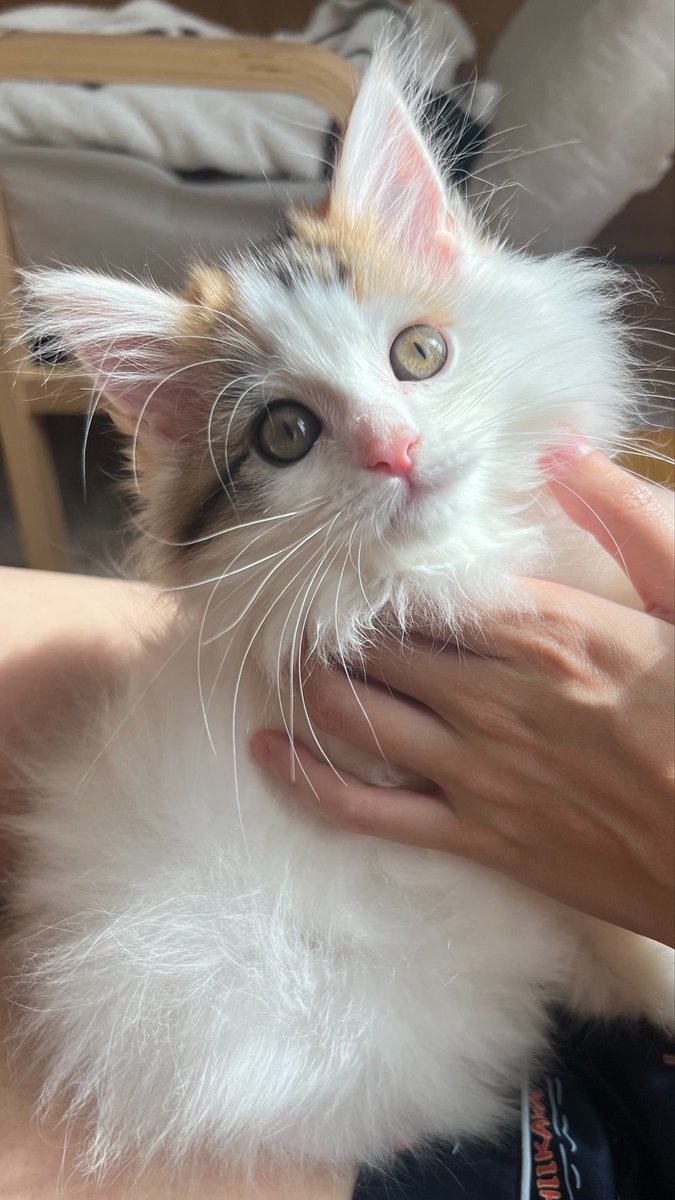 9y0Pm's tweet photo. ようこそ、我が家へ👭💕
遊ぶの大好きごはん大好きふみふみ大好きお転婆子猫のベルちゃんです！(猫のいる暮らし最高↑↑↑) https://t.co/94r5BaE6Sp