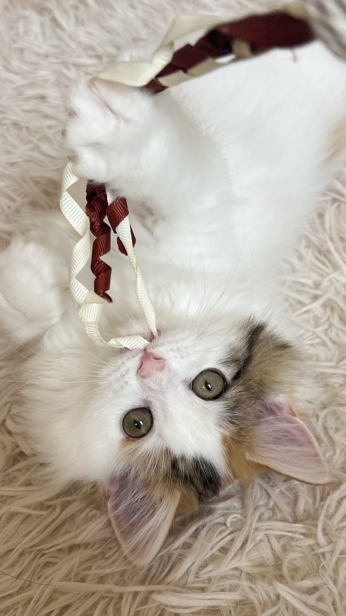 9y0Pm's tweet photo. ようこそ、我が家へ👭💕
遊ぶの大好きごはん大好きふみふみ大好きお転婆子猫のベルちゃんです！(猫のいる暮らし最高↑↑↑) https://t.co/94r5BaE6Sp