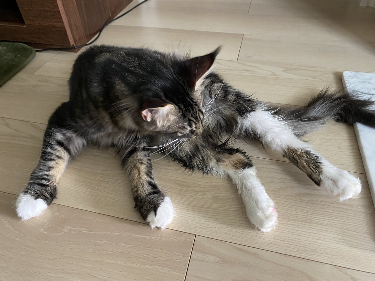 Midora0428's tweet photo. たまに2匹同時💩するせいでフィロスが💩踏み抜いてあんよを洗いに風呂場へ
浴室に行くだけで暴れまくり
ハムスターの穴掘りといい勝負のスピード感のカシカシで扉や鏡に向かって助けを求めたり叫んだり

濡れたあんよぺろぺろフィロス
我関せずなレイン
#猫 #メインクーン #猫がいる生活 #cat https://t.co/syoihyihtn